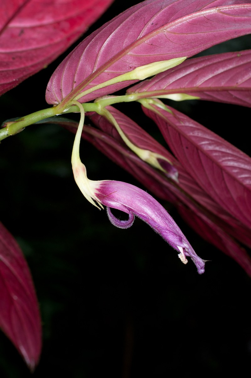 Columnea stilesiana