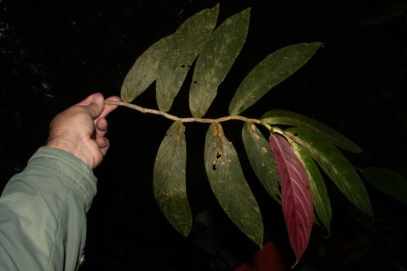 Columnea stilesiana photo 2