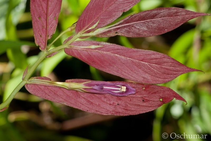 Columnea stilesiana photo 3