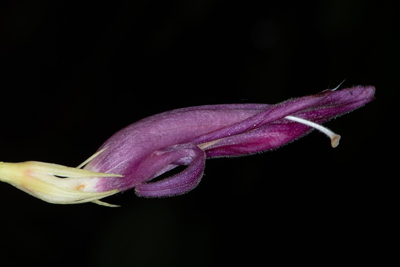 Columnea stilesiana photo 4
