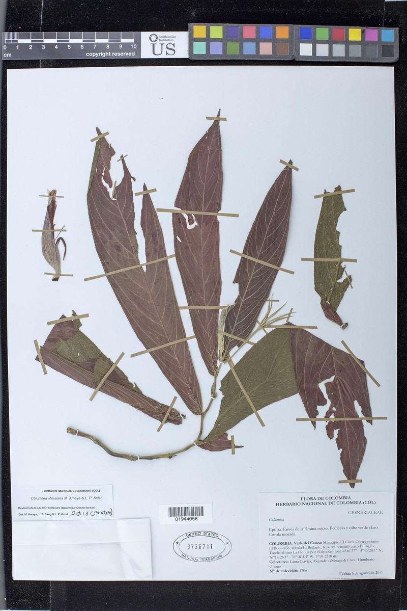 Columnea stilesiana photo 5