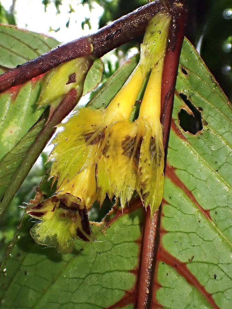 Columnea tecta