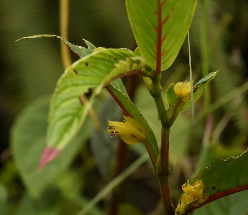 Columnea tecta photo 2