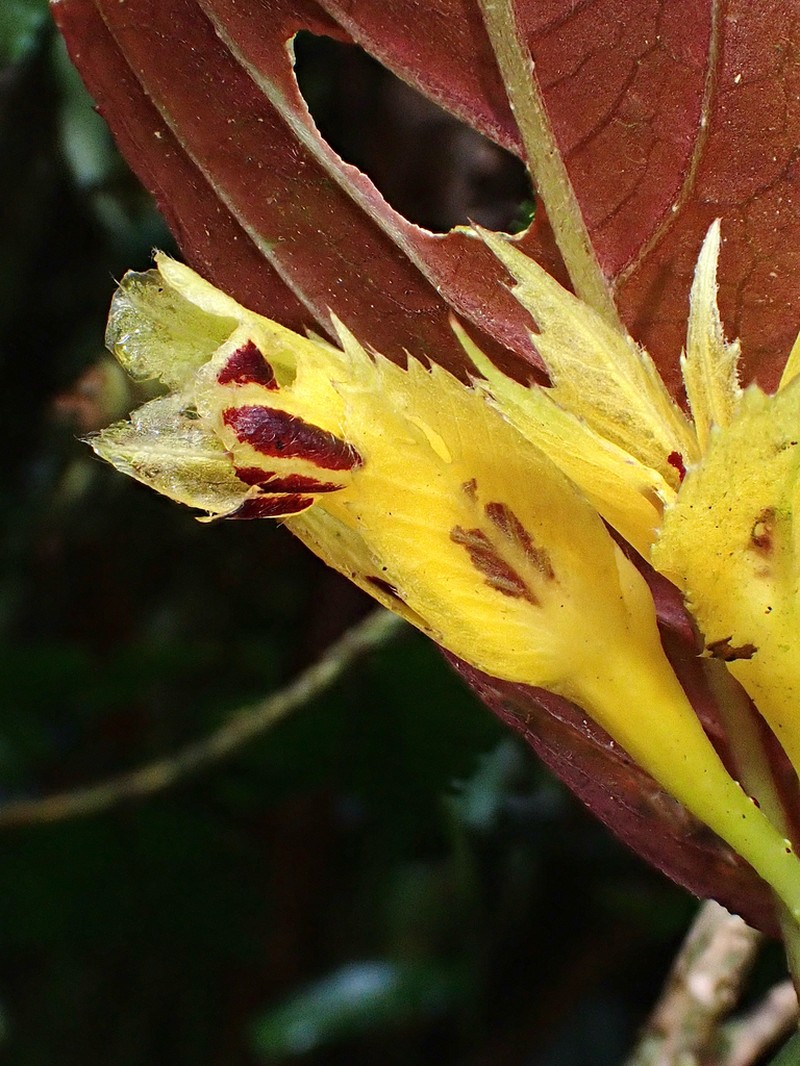 Columnea tecta photo 3