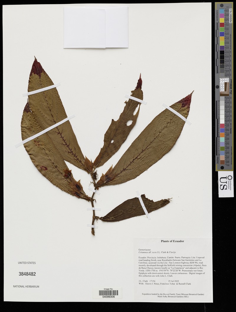 Columnea tecta photo 4