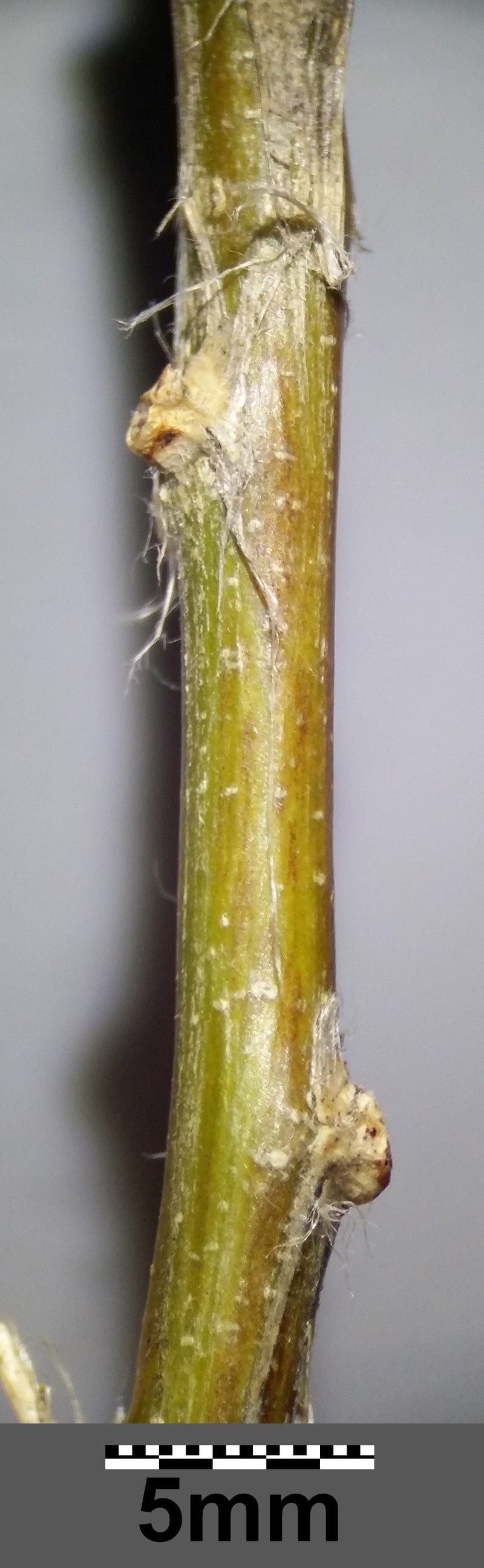 Bladder Senna photo 2