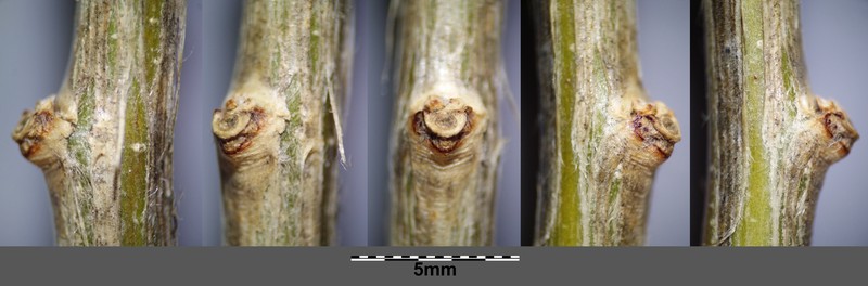 Bladder Senna photo 3