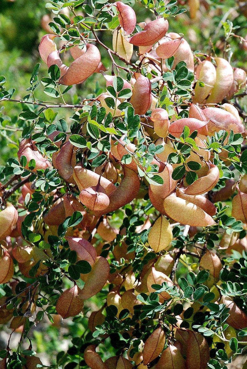 Bladder Senna photo 5