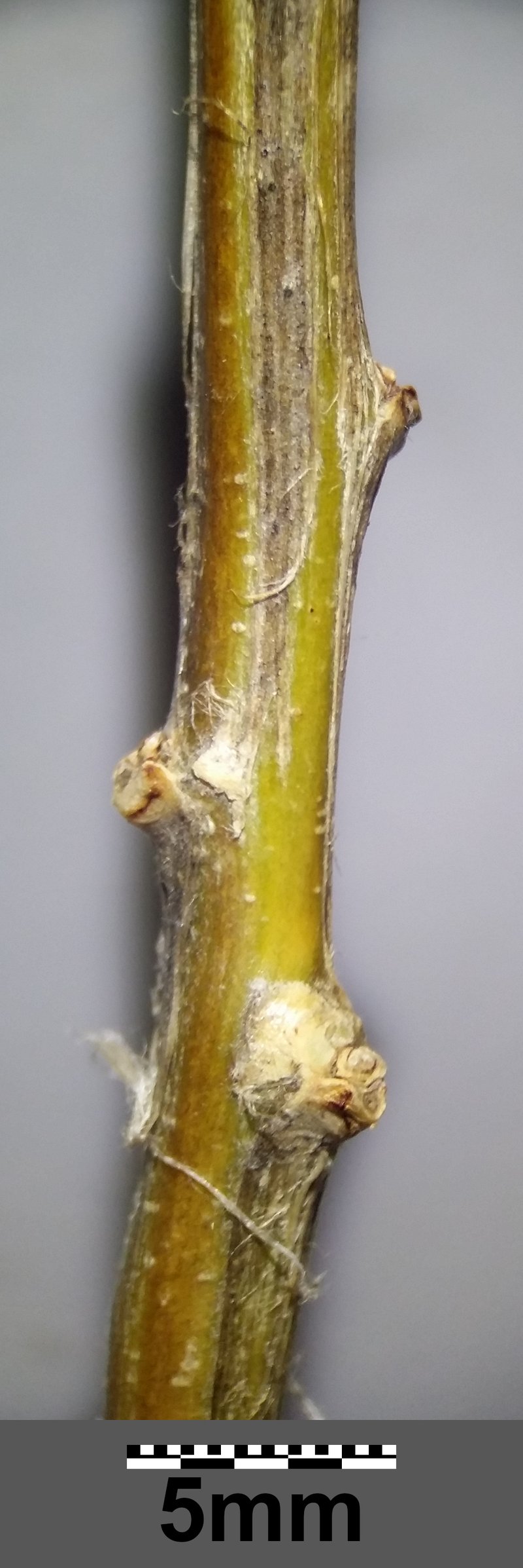 Bladder Senna photo 7