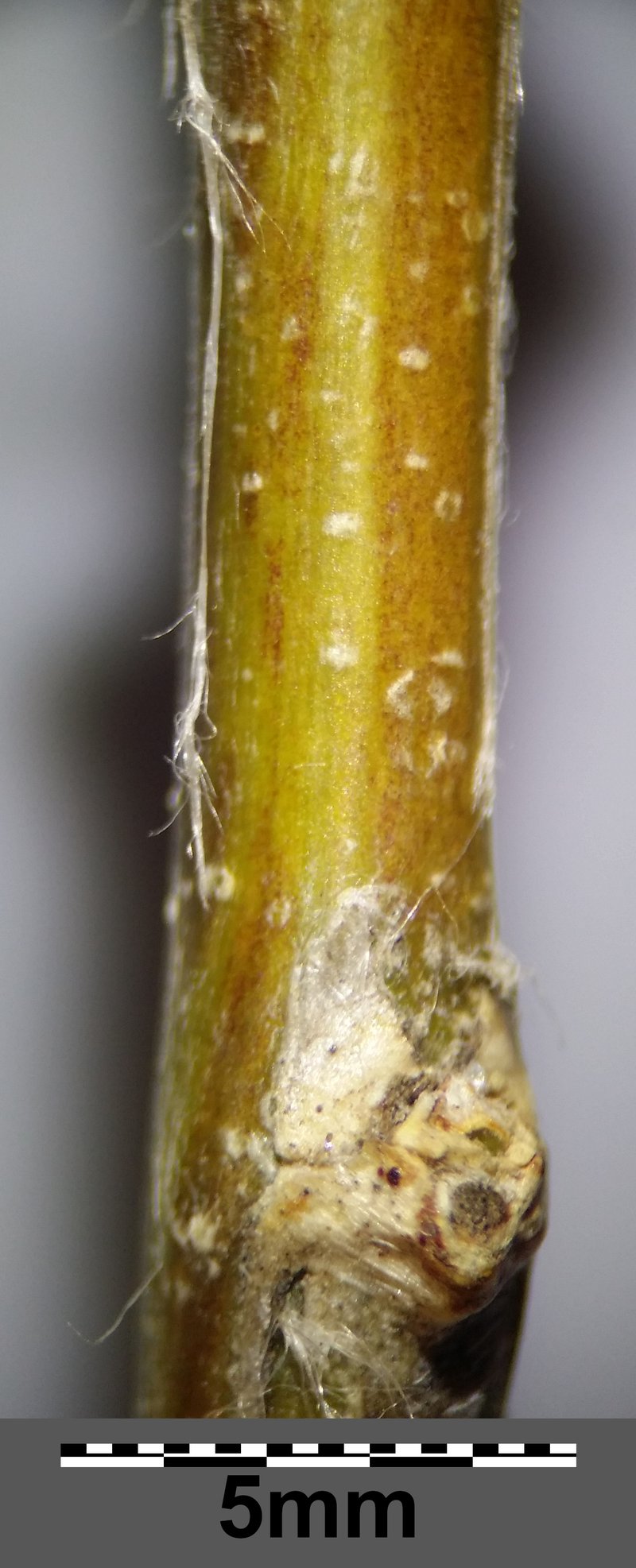 Bladder Senna photo 8
