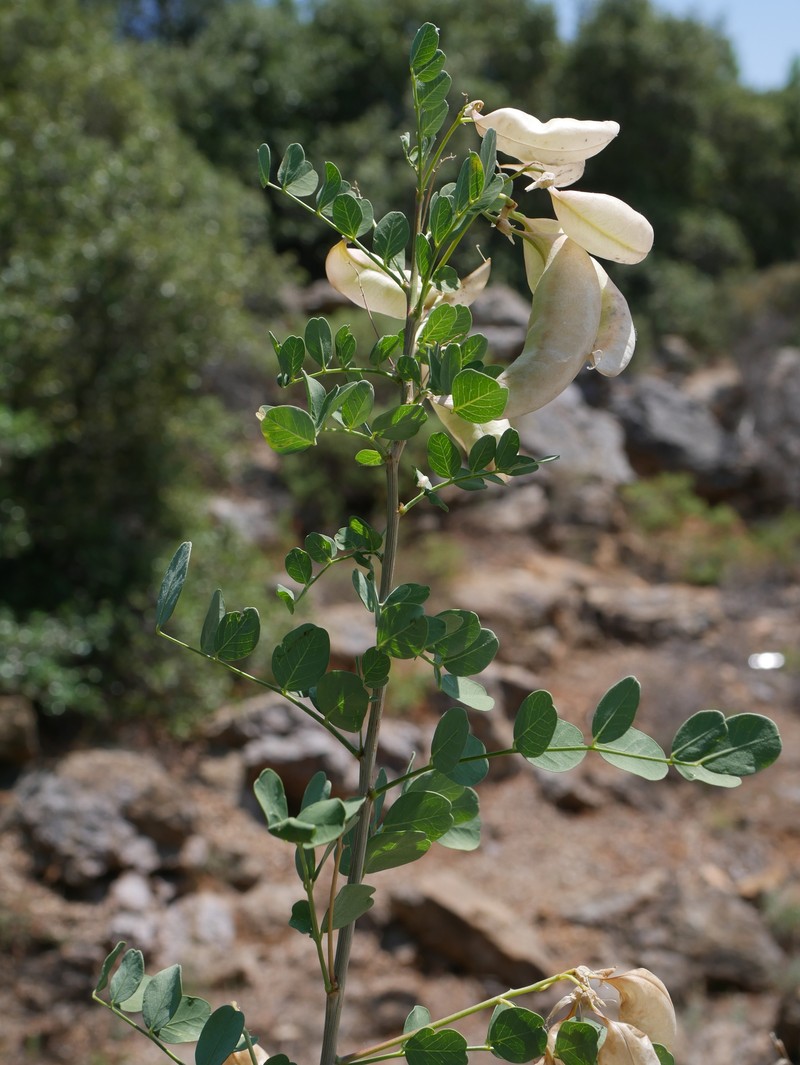 Colutea arborescens subsp. arborescens photo 2