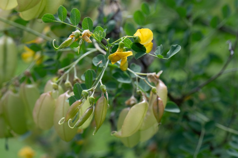 Colutea arborescens subsp. arborescens