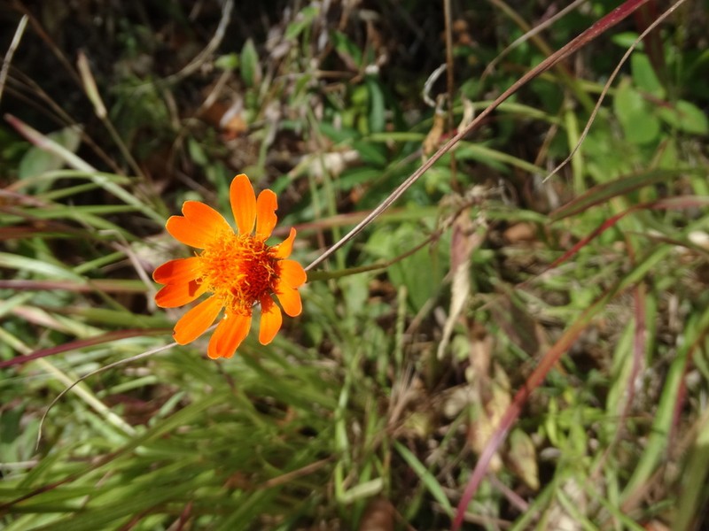 Comaclinium montanum