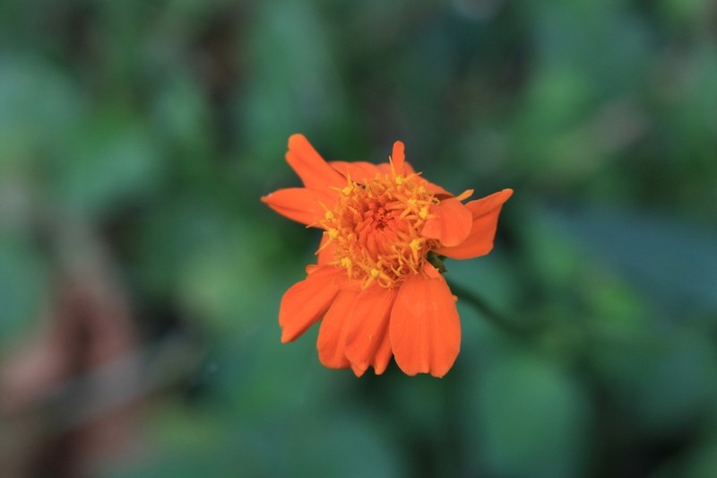 Comaclinium montanum photo 4
