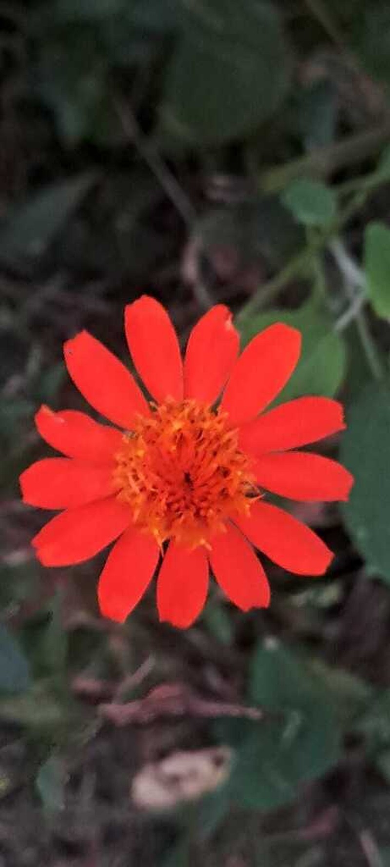 Comaclinium montanum photo 8