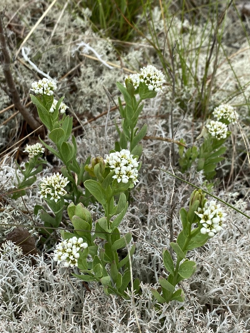 Bastard Toadflax