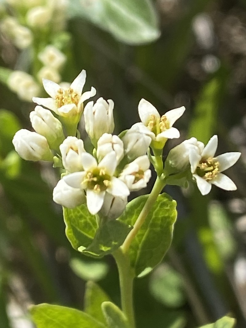 Bastard Toadflax photo 7