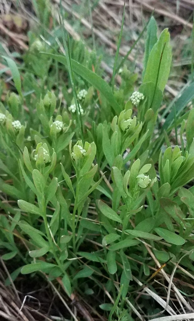 Bastard Toadflax photo 8