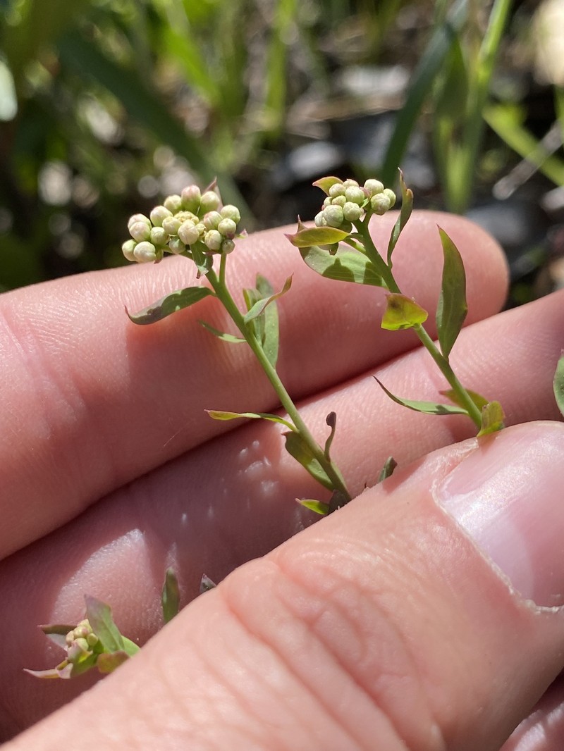 Comandra umbellata subsp. californica