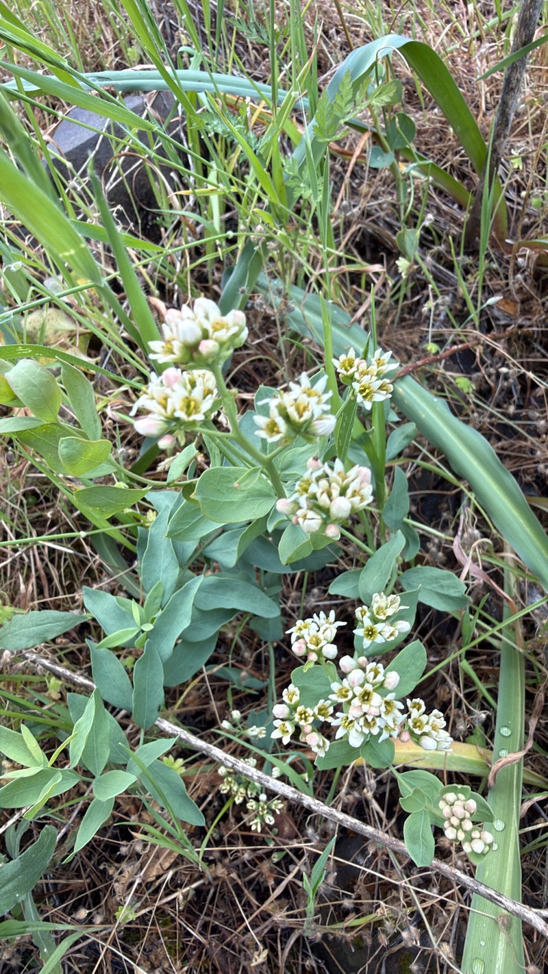 Comandra umbellata subsp. californica photo 2