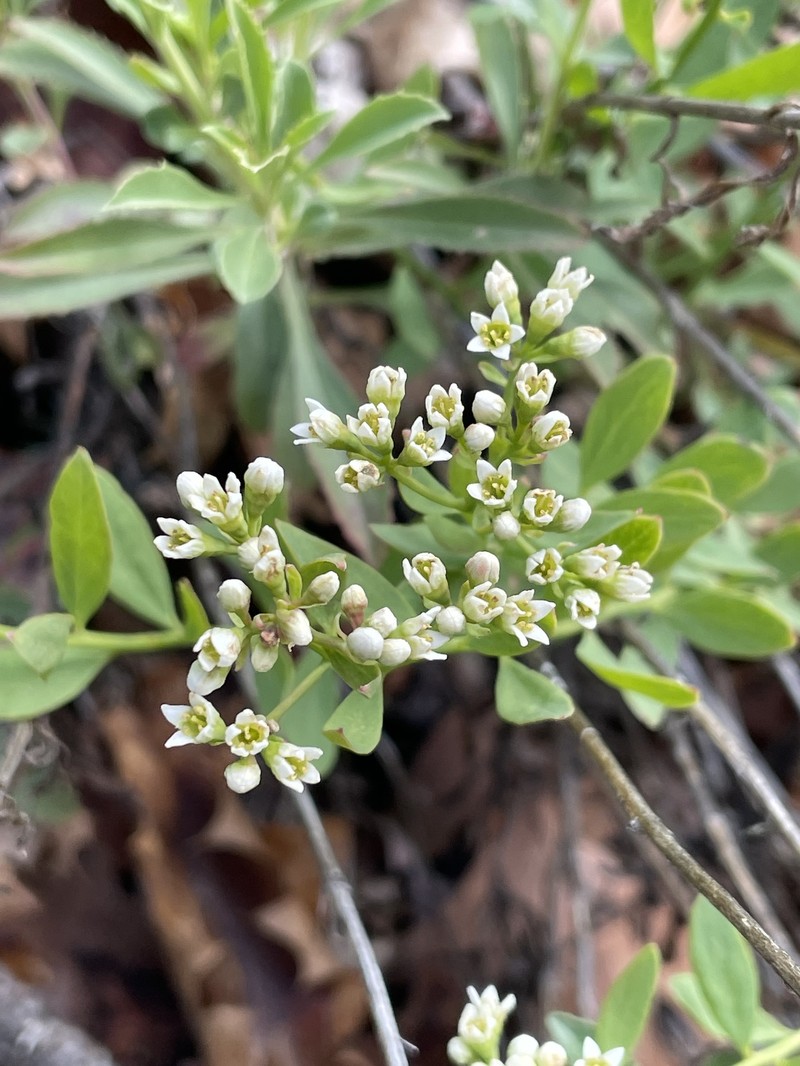Comandra umbellata subsp. californica photo 3