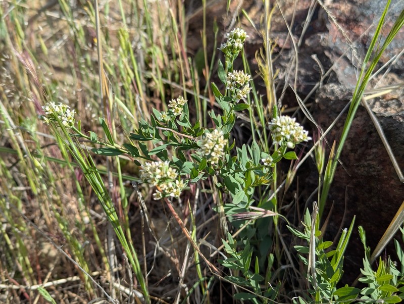 Comandra umbellata subsp. californica photo 4
