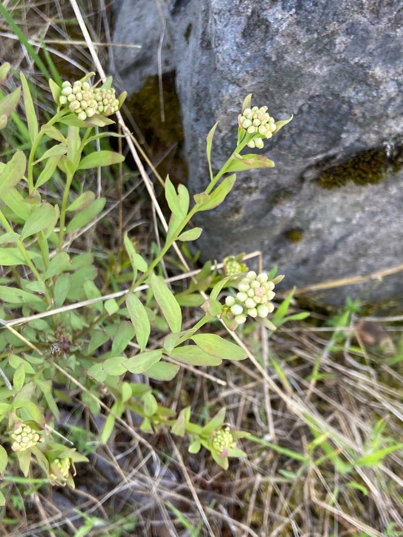 Comandra umbellata subsp. californica photo 5
