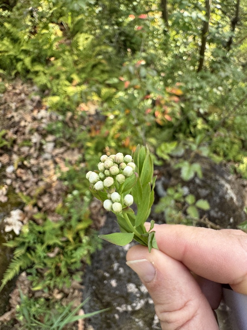Comandra umbellata subsp. californica photo 6