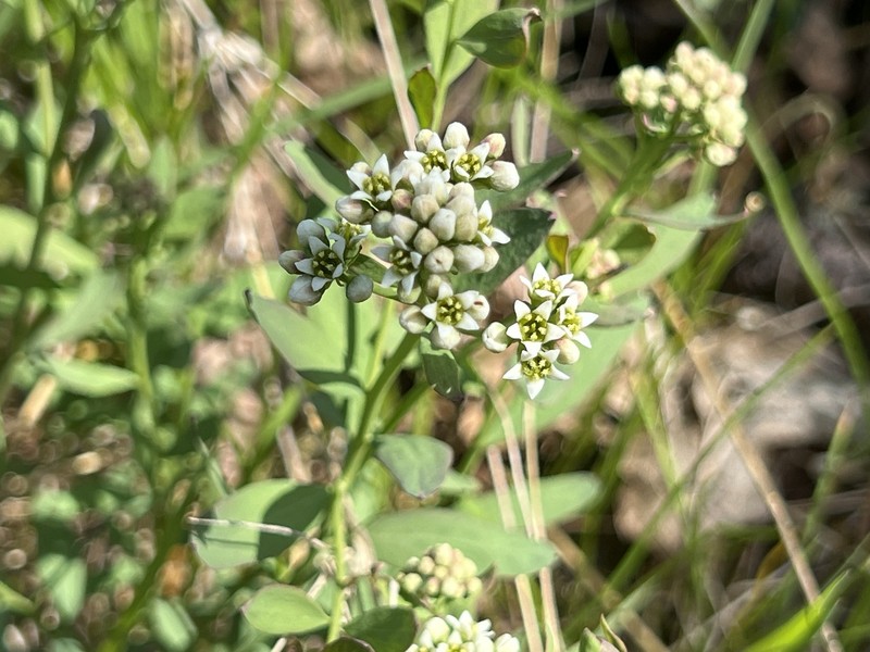 Comandra umbellata subsp. californica photo 7