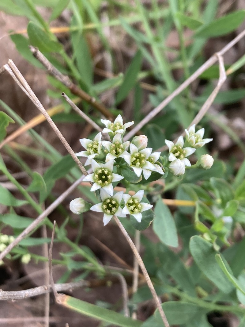 Comandra umbellata subsp. californica photo 8