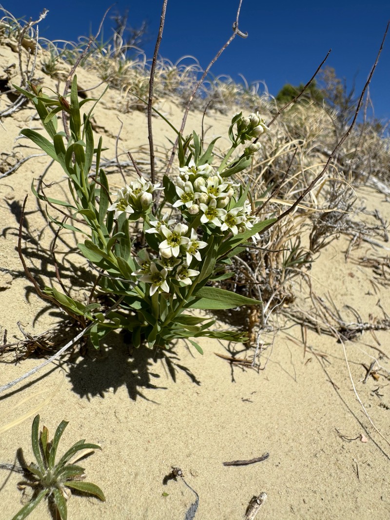 Comandra umbellata subsp. pallida photo 2