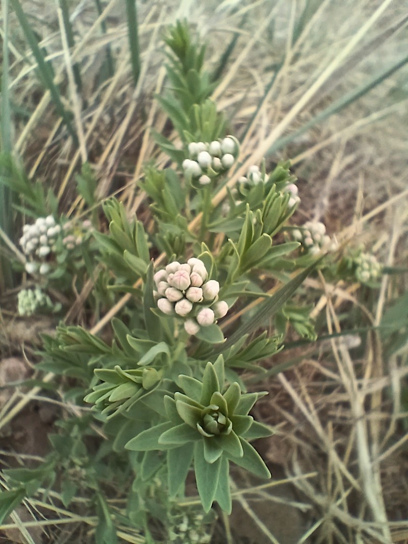 Comandra umbellata subsp. pallida photo 3