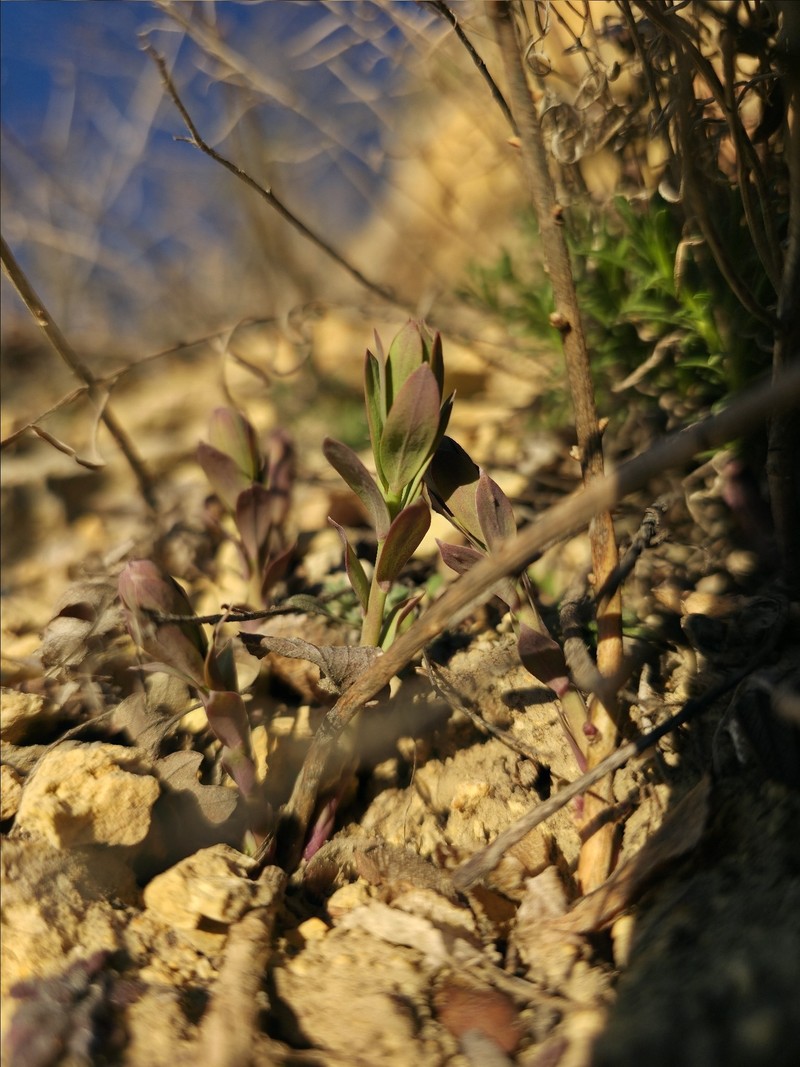 Comandra umbellata subsp. pallida photo 4
