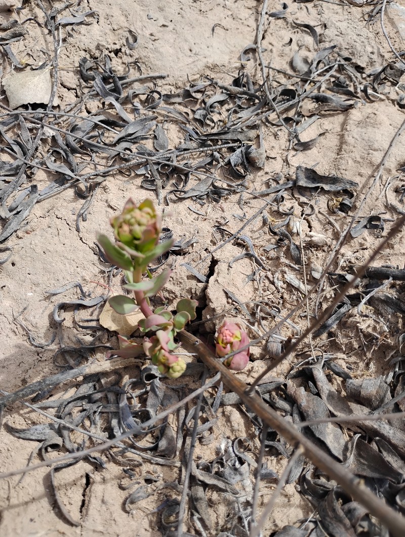 Comandra umbellata subsp. pallida photo 5