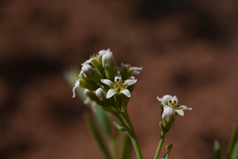 Comandra umbellata subsp. pallida photo 6