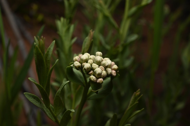 Comandra umbellata subsp. pallida photo 7