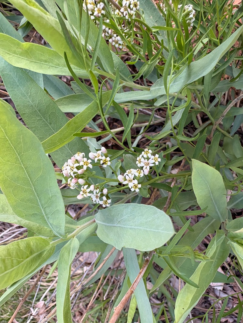 Comandra umbellata subsp. pallida photo 8