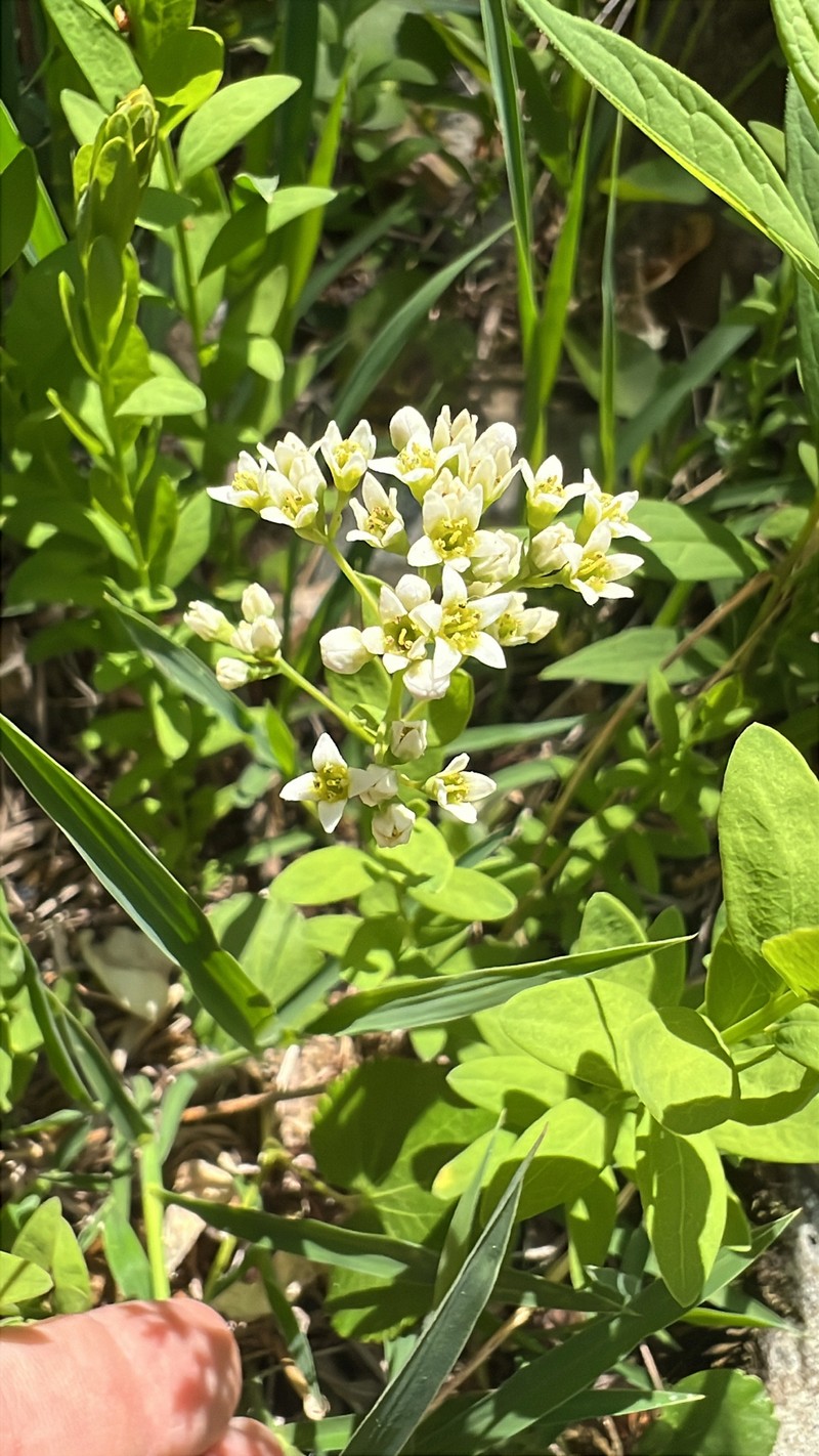 Comandra umbellata subsp. umbellata