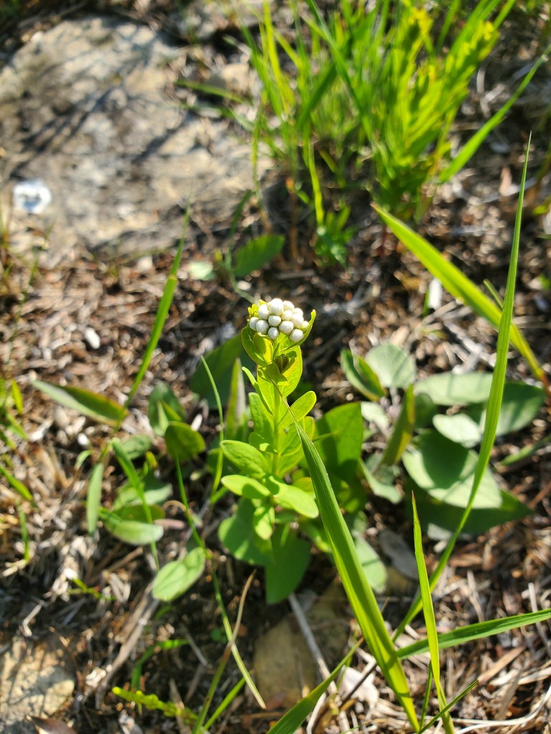 Comandra umbellata subsp. umbellata photo 2
