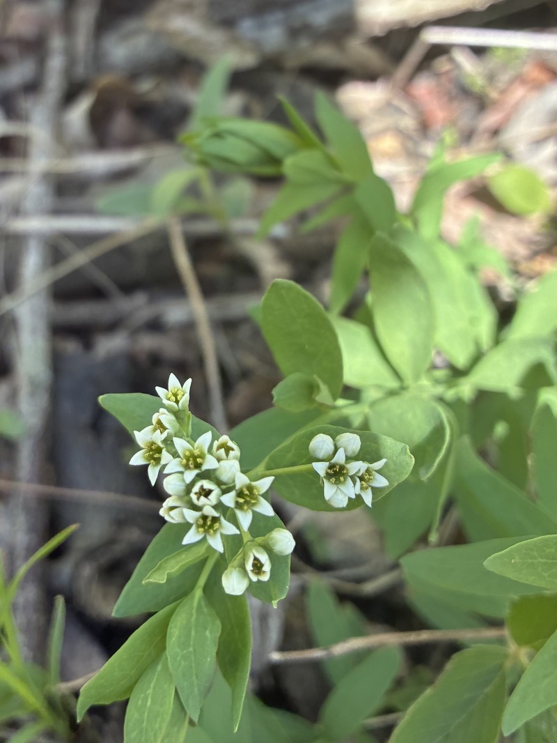 Comandra umbellata subsp. umbellata photo 3