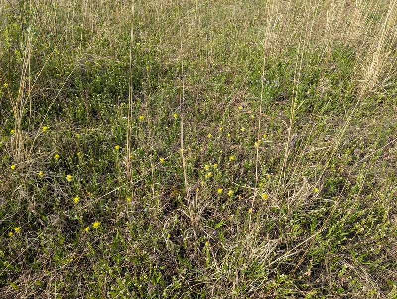 Comandra umbellata subsp. umbellata photo 4