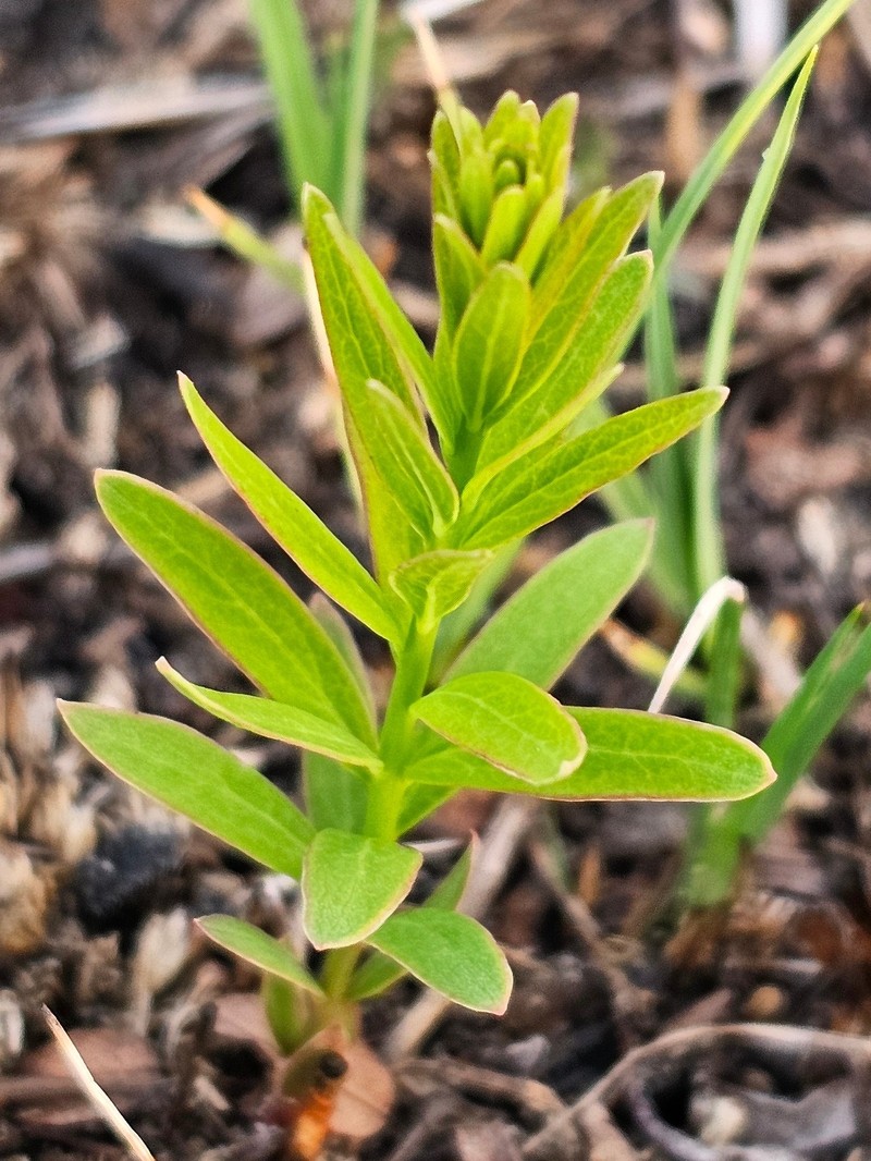 Comandra umbellata subsp. umbellata photo 5