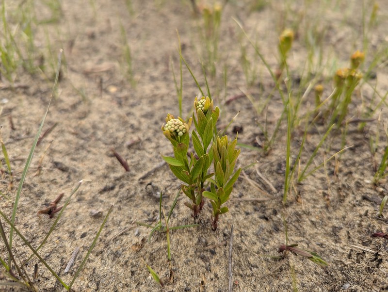 Comandra umbellata subsp. umbellata photo 6