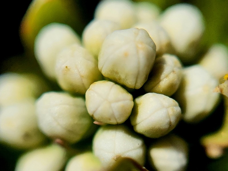 Comandra umbellata subsp. umbellata photo 8