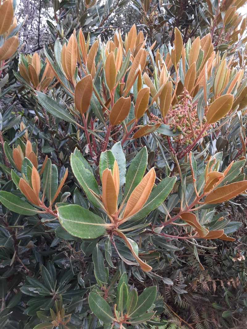 Comarostaphylis arbutoides subsp. arbutoides photo 2