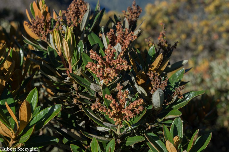 Comarostaphylis arbutoides subsp. arbutoides photo 3