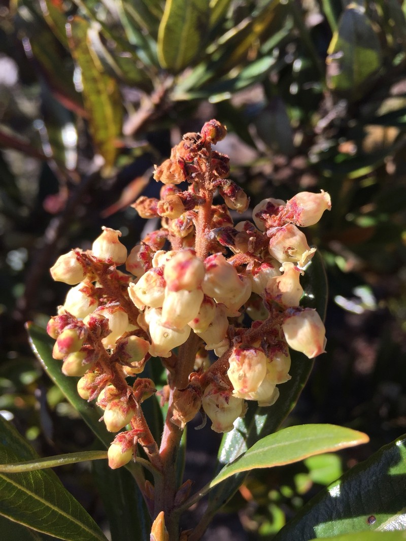 Comarostaphylis arbutoides subsp. arbutoides photo 4