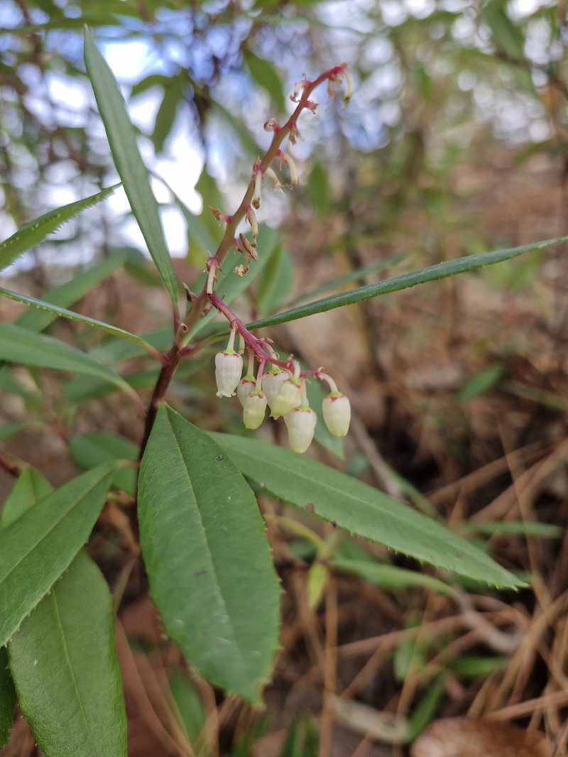 Comarostaphylis discolor subsp. discolor