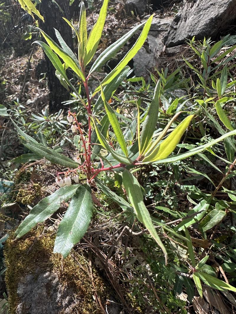 Comarostaphylis discolor subsp. discolor photo 2