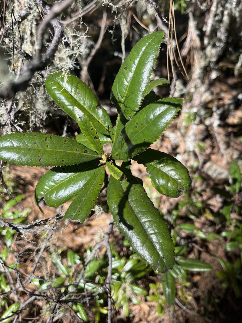 Comarostaphylis discolor subsp. discolor photo 3